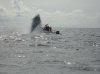 Leon Humpback Whale breach cropped.jpg