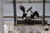 Bald Eagles on the dock fighting.jpg