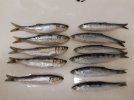 anchovy and herring out of package.jpg