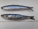 brined anchovy, herring.jpg