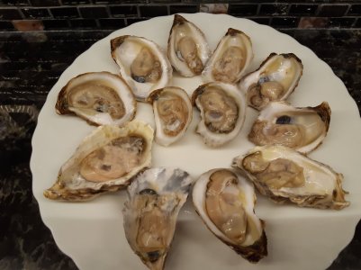 oysters Dec 27.jpg