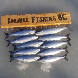 Kokanee Fishing