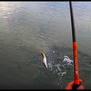 Fish On - Shore Fishing For Whitefish on the Fraser River, BC Canada - 菲沙河钓小白鱼