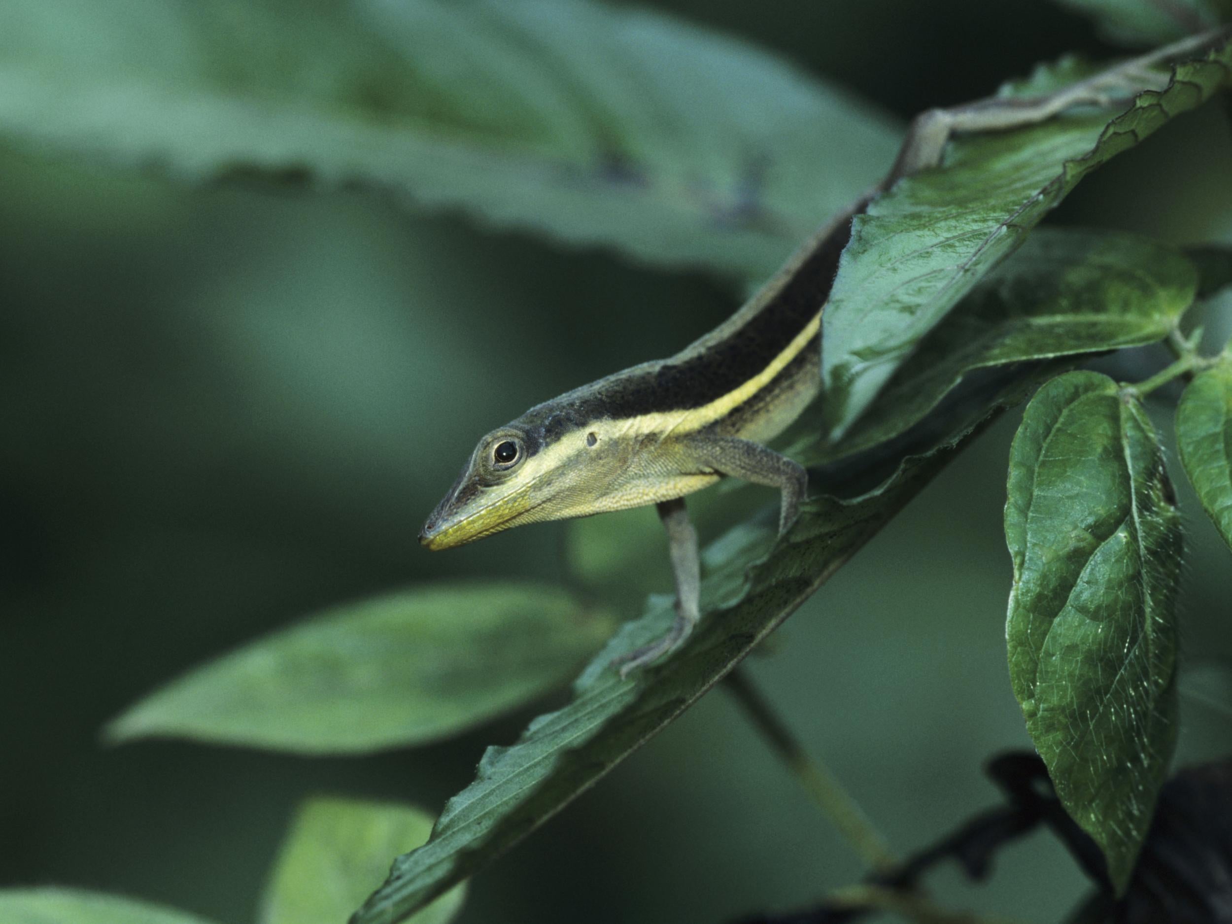 anole-lizard-rainforest.jpg