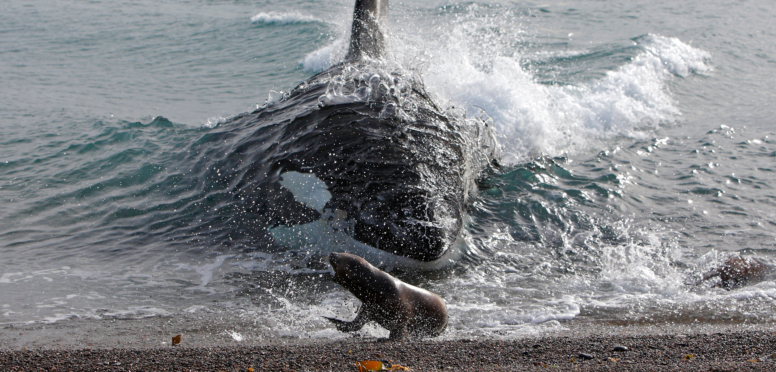 header-killer-whale-intentional-stranding.jpg