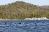 Rodgers Lodge Orcas swimming past.jpg