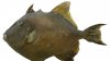 finescale-triggerfish-balistes-polylepis.jpg