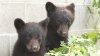 bear-cubs.jpg