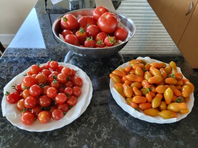 tomatoes Aug 17.jpg