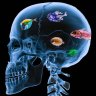 fish brain