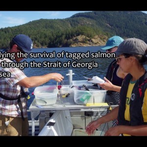 Saving Salmon with New Technology