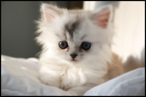 Cutest_Kitten_Ever.jpg