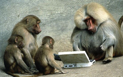 funny+monkey+using+laptop+facebook.jpg