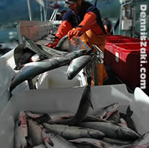 salmon_bycatch_alaska.jpg