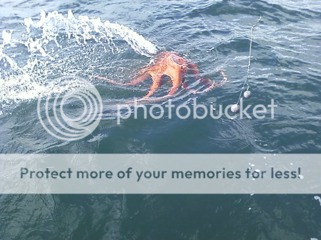 octopus006.jpg