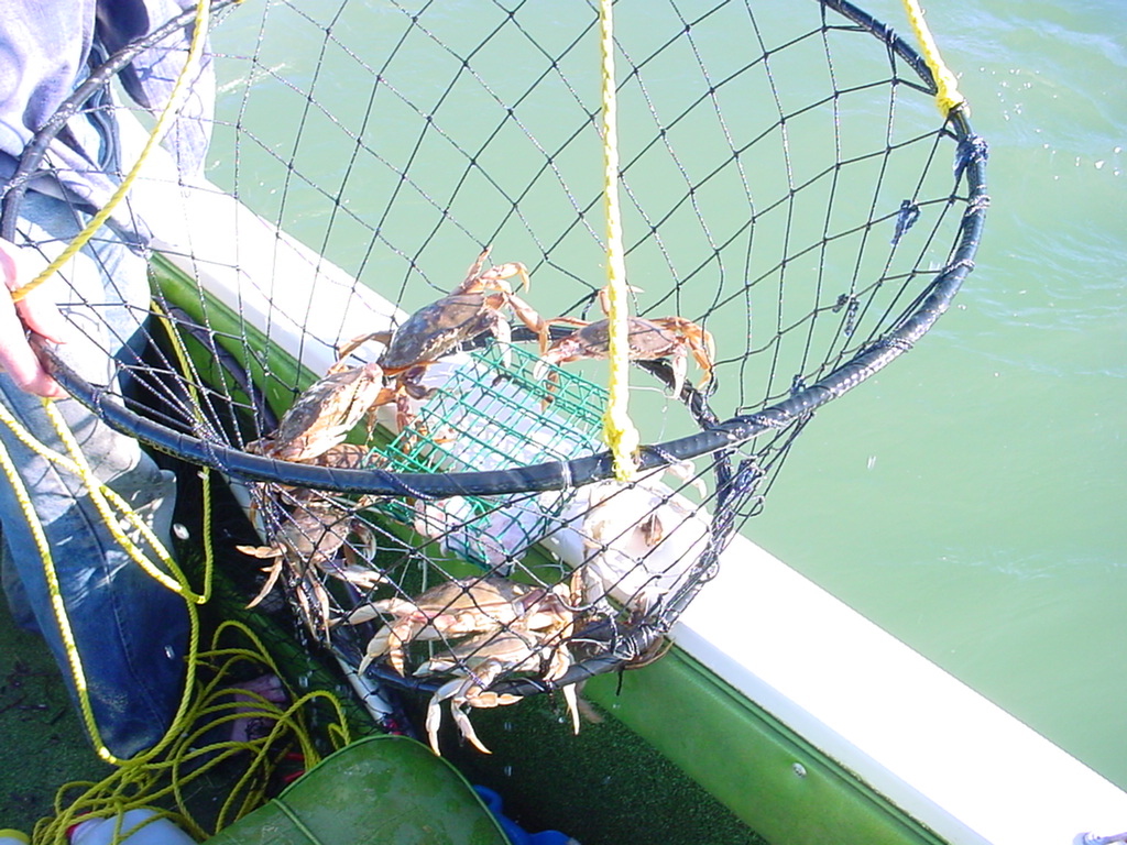 02.Crabbing.from.the.Boat.jpg