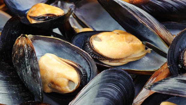 mussels-000015854961-620x350.jpg