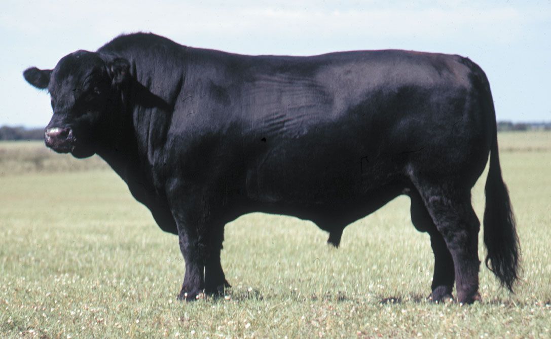 bull-Black-Angus.jpg