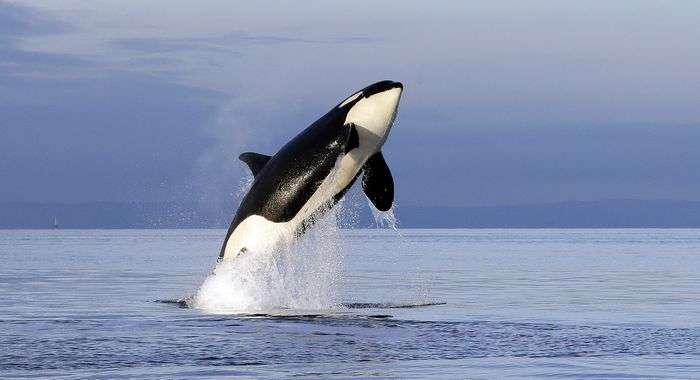 endangered-orcas.jpg