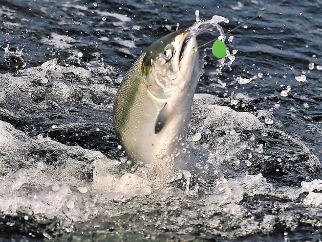 salmon-fishing-closed.jpg