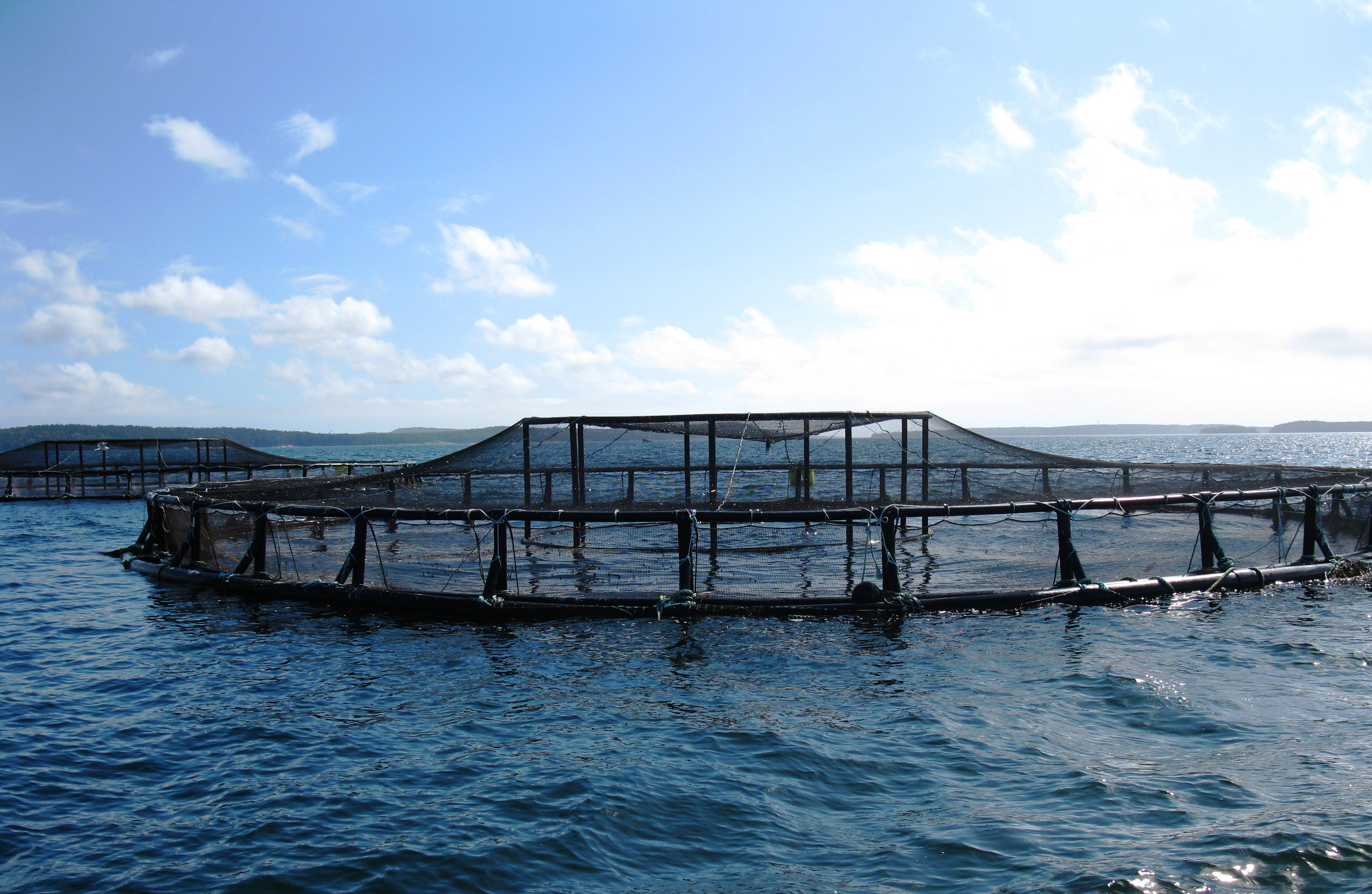 An_aquaculture_pen_in_the_ocean_off_the_coast_of_Maine.jpg